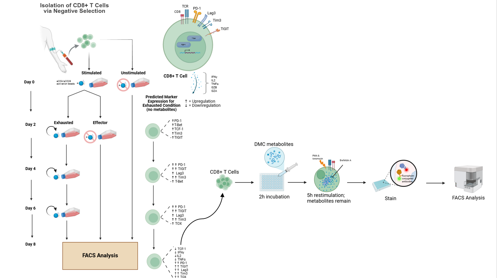 Schema of the CD8 T-cell exhaustion model and designed microbial community metabolite screening workflow
